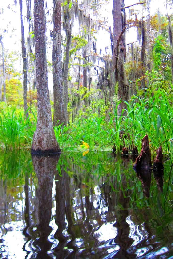 6 tips for Visiting the swamps of Louisiana with kids: Take a swamp tour. This was taken during our Swamp tour of Honey Island.