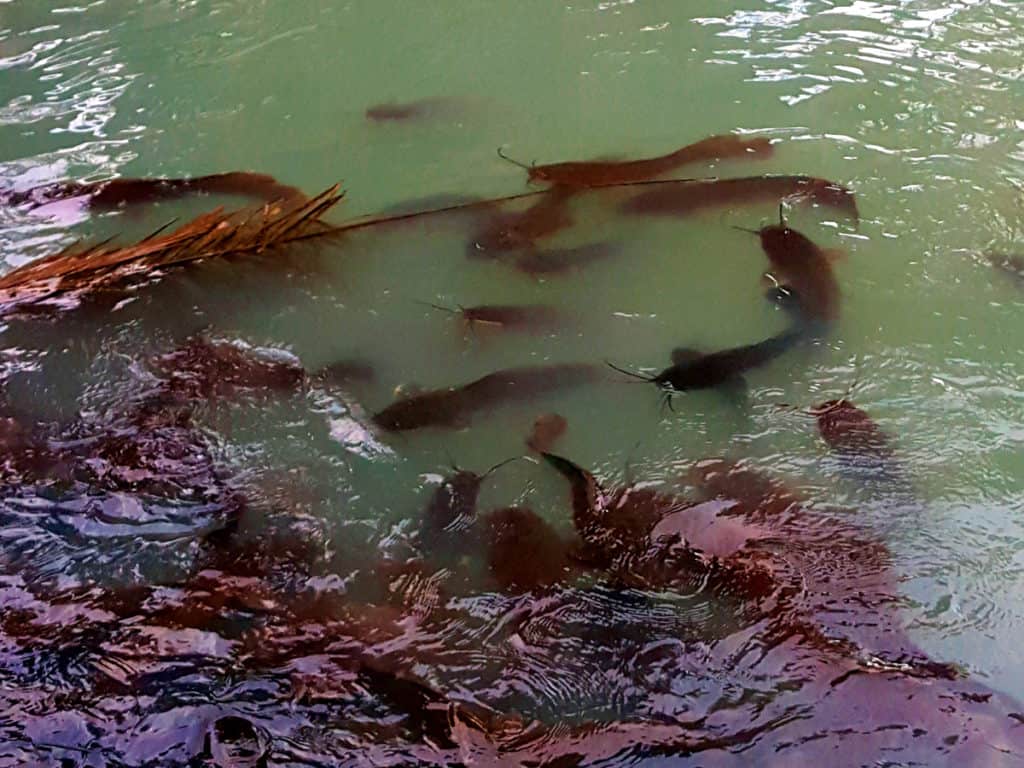 Nahal Taninim nature reserve in Israel: catfish in the water