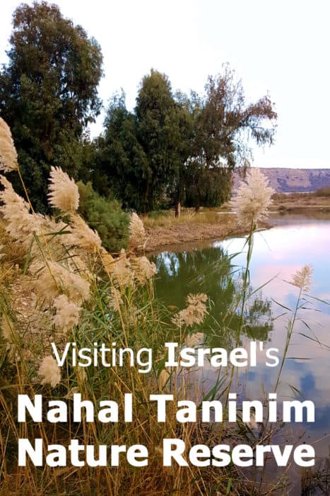 Visiting Nahal Taninim in Israel. Discover a unique spot that may be small but still packs a punch of history and nature. 