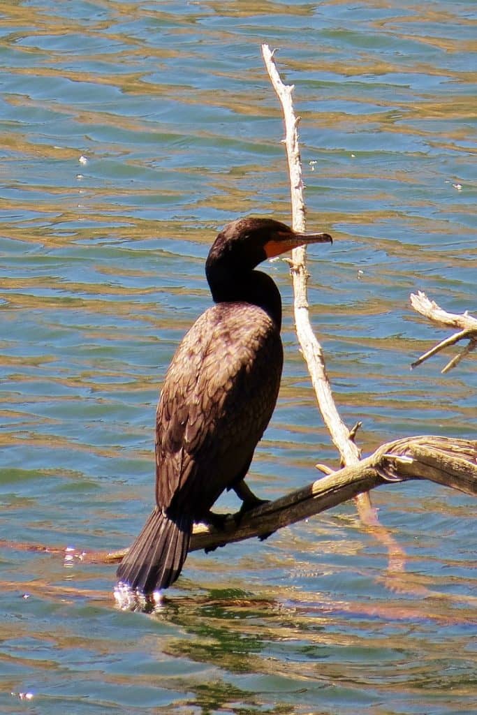 A cormorant at Quake Lake, MT