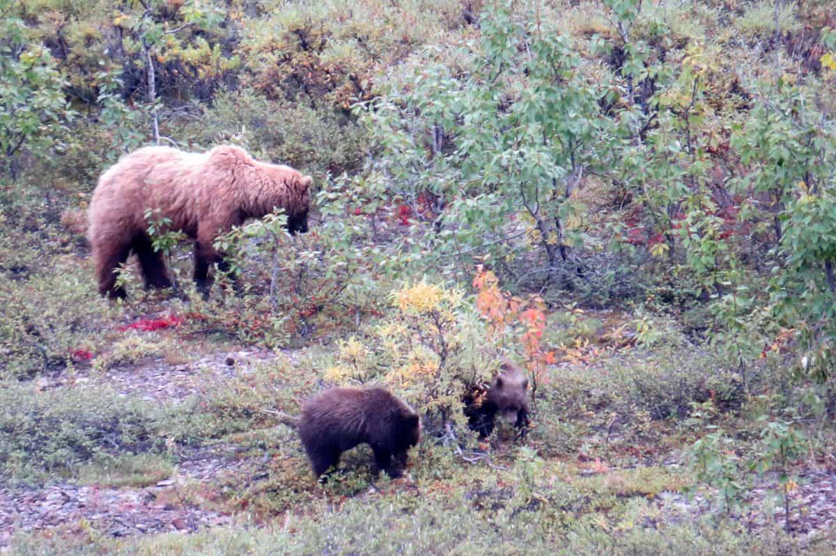 Mama Grizzly and cubs - Denali National Park Trip Report