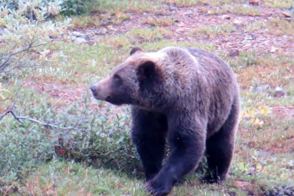 Grizzly bear at Denali National Park