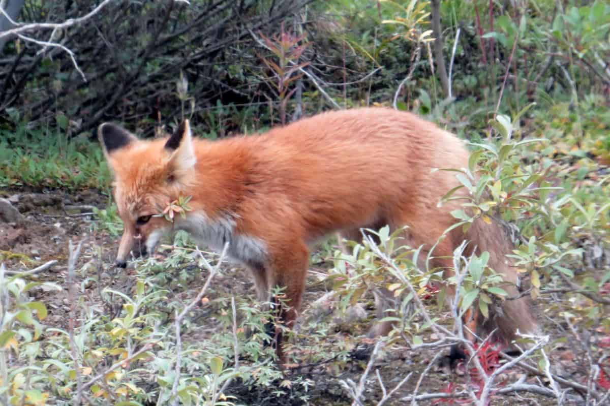 Red fox at Denali National Park 