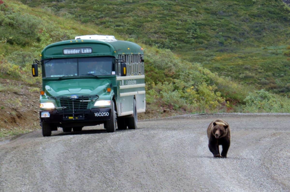 Read more about the article Visiting Denali National Park – Trip Report & Tips