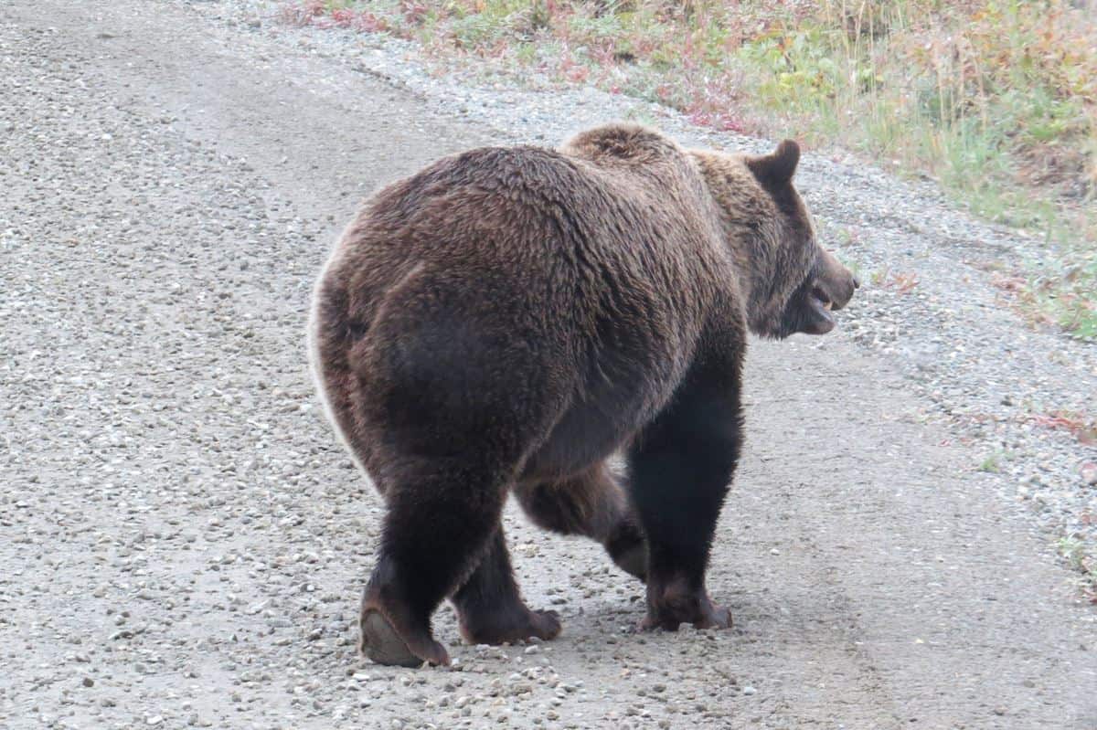 Grizzly bear on the road - Denali National Park Trip Report 