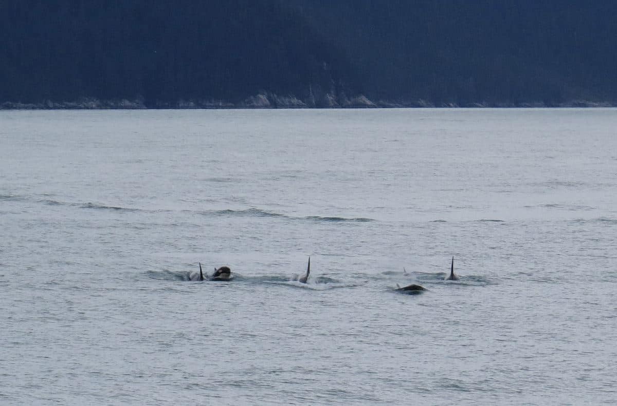 whales in alaska
