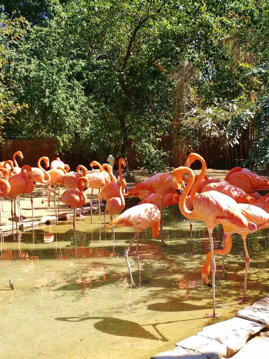 11 Fantastic Reasons to Visit The Fresno Chaffee Zoo: Lots of wildlife species to see!