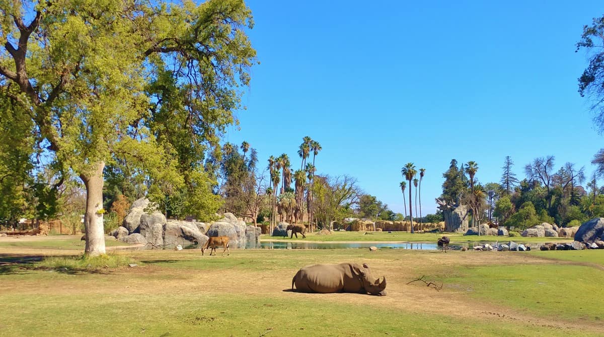 Read more about the article 11 Fantastic Reasons to Visit the Fresno Chaffee Zoo