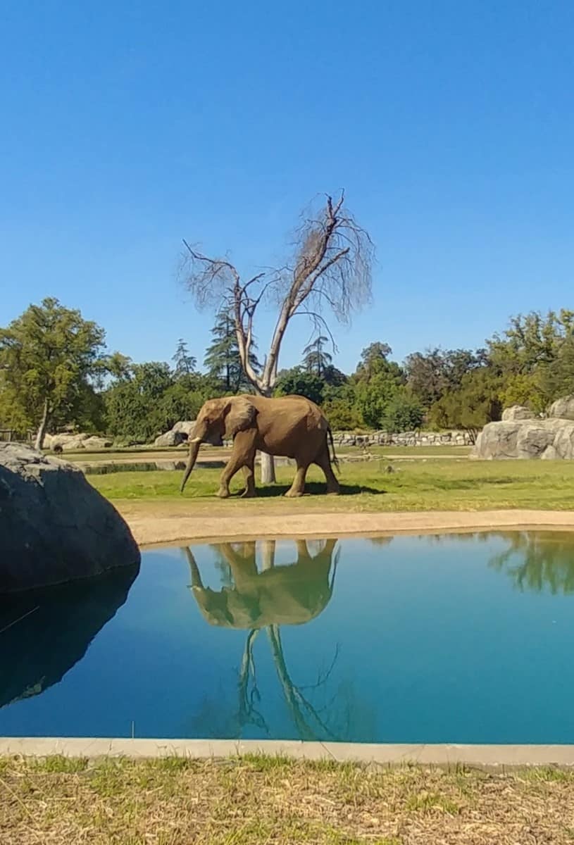 11 Fantastic Reasons to Visit The Fresno Chaffee Zoo