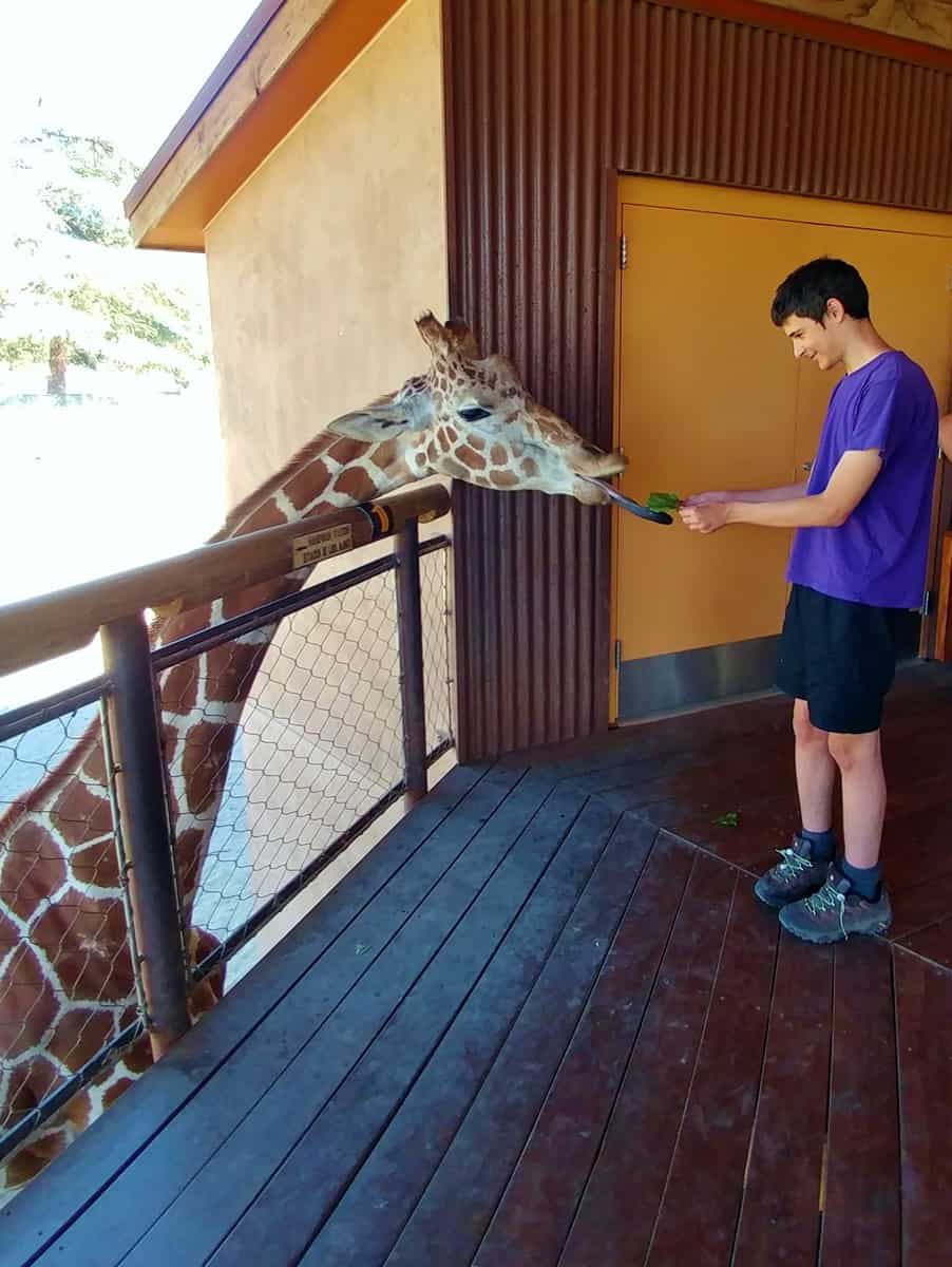 11 Fantastic Reasons to Visit The Fresno Chaffee Zoo: Feeding giraffes! 