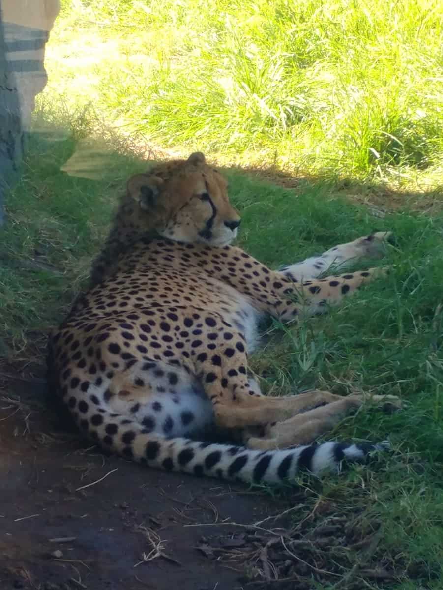 11 Fantastic Reasons to Visit The Fresno Chaffee Zoo: the African Experience