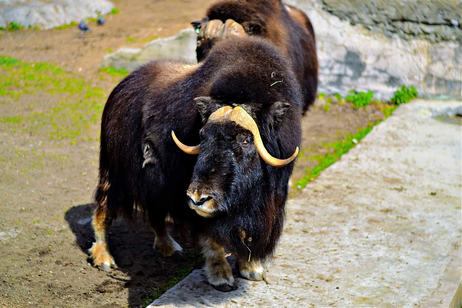 Shaggy bulls glisten in the sun. A musk ox with long hair basks in the sun. Rare Northern ungulates.