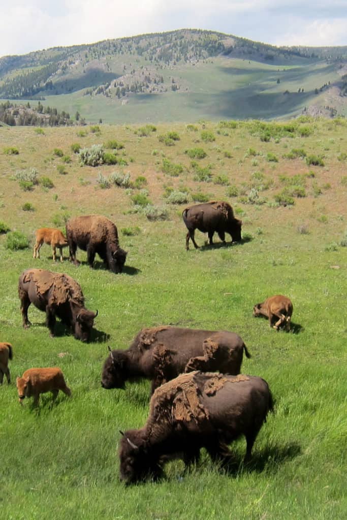 10 Top things to do in Yellowstone National Park: Watching Bison at Hayden Valley