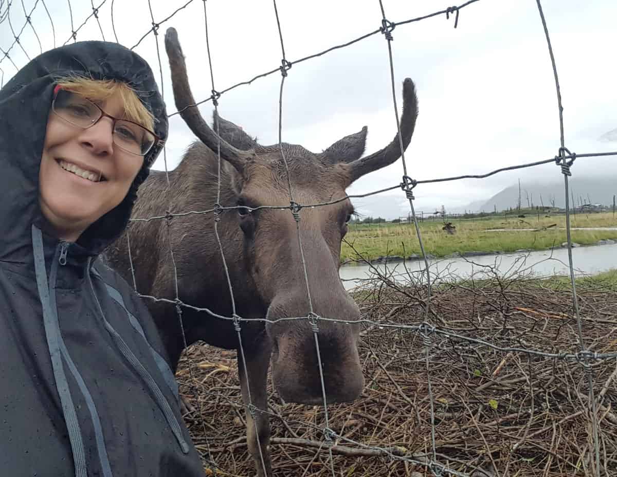 Things to do in Anchorage: A Mooselfie!