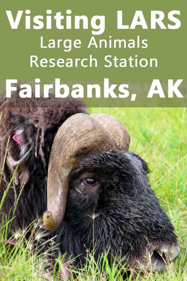 Visiting LARS - Large Animal Research Station in Fairbanks, Alaska