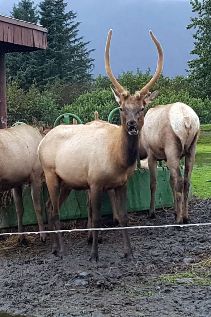 Things to do in Anchorage: The impressive elk herd at the Wildlife Conservation Center