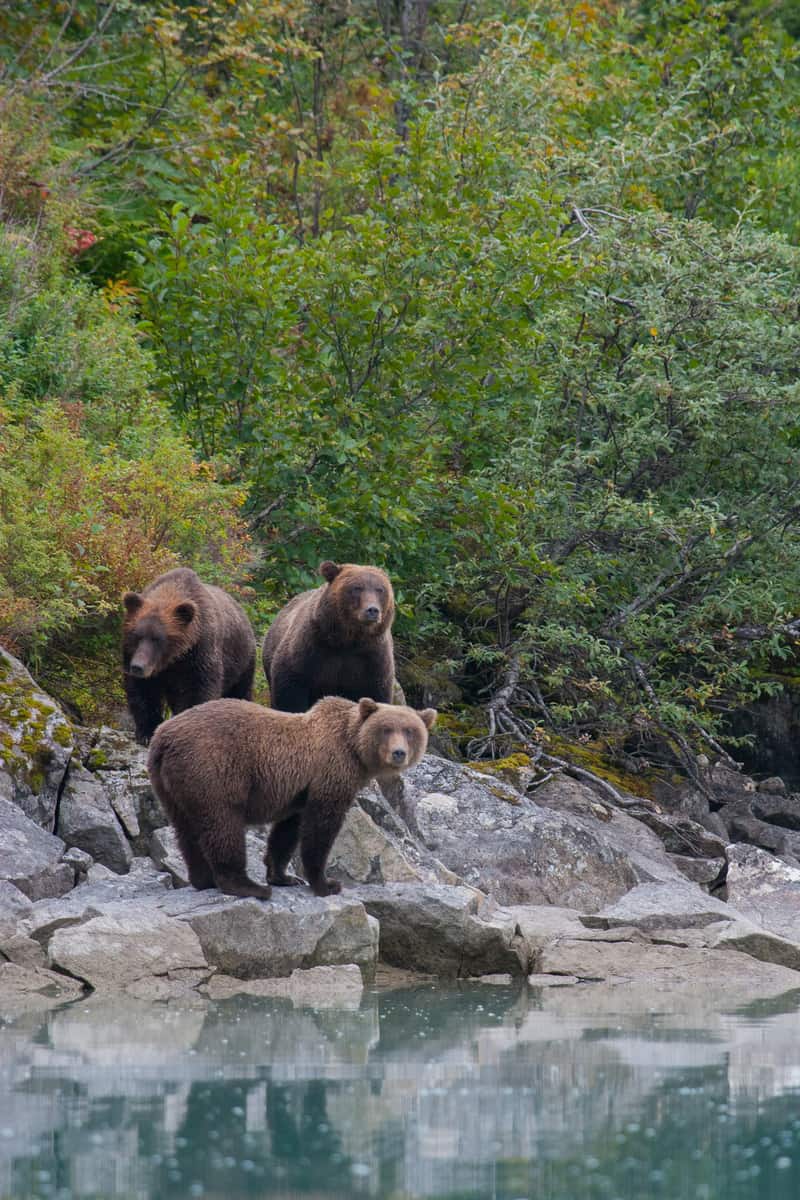 Alaska National Parks Guide: Katmai Falls National Park