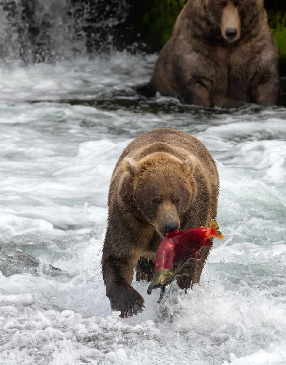 Katmai National Park: Brown Bear with salmon in Brooks Camp