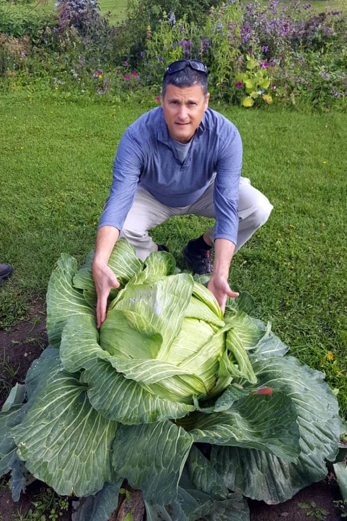 Huge Alaska cabbage - in Fairbanks Alaska. 