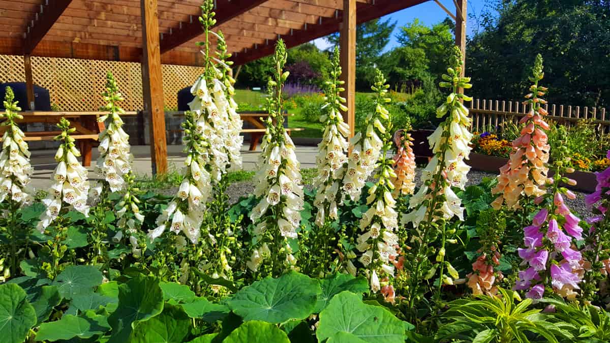 The Georgeson Botanical Garden in Fairbanks, Alaska - Trip Report