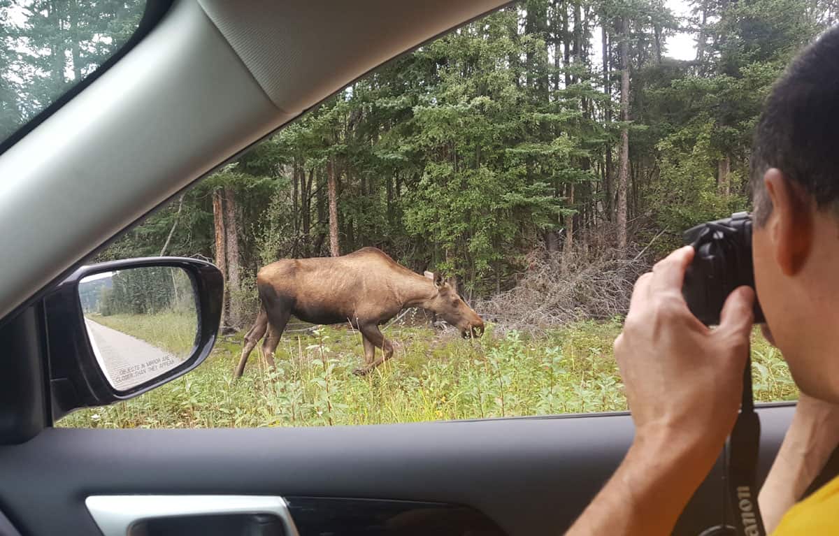 Moose by the side of the road
