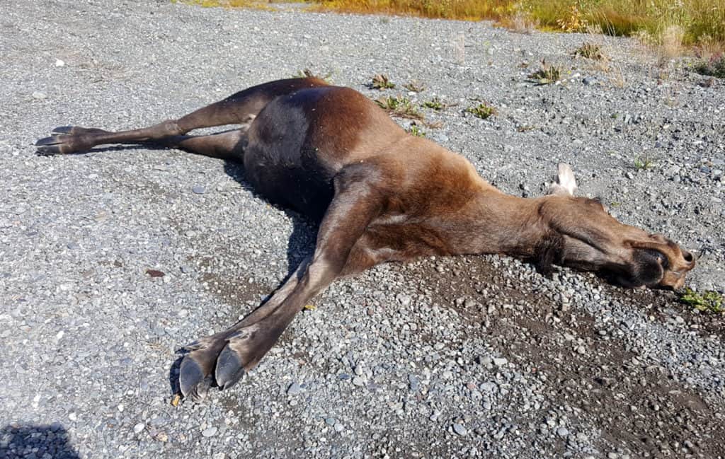 Dead Moose due to roadkill