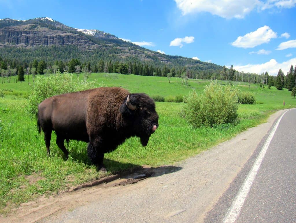 Bison on the road in Yellowstone NP