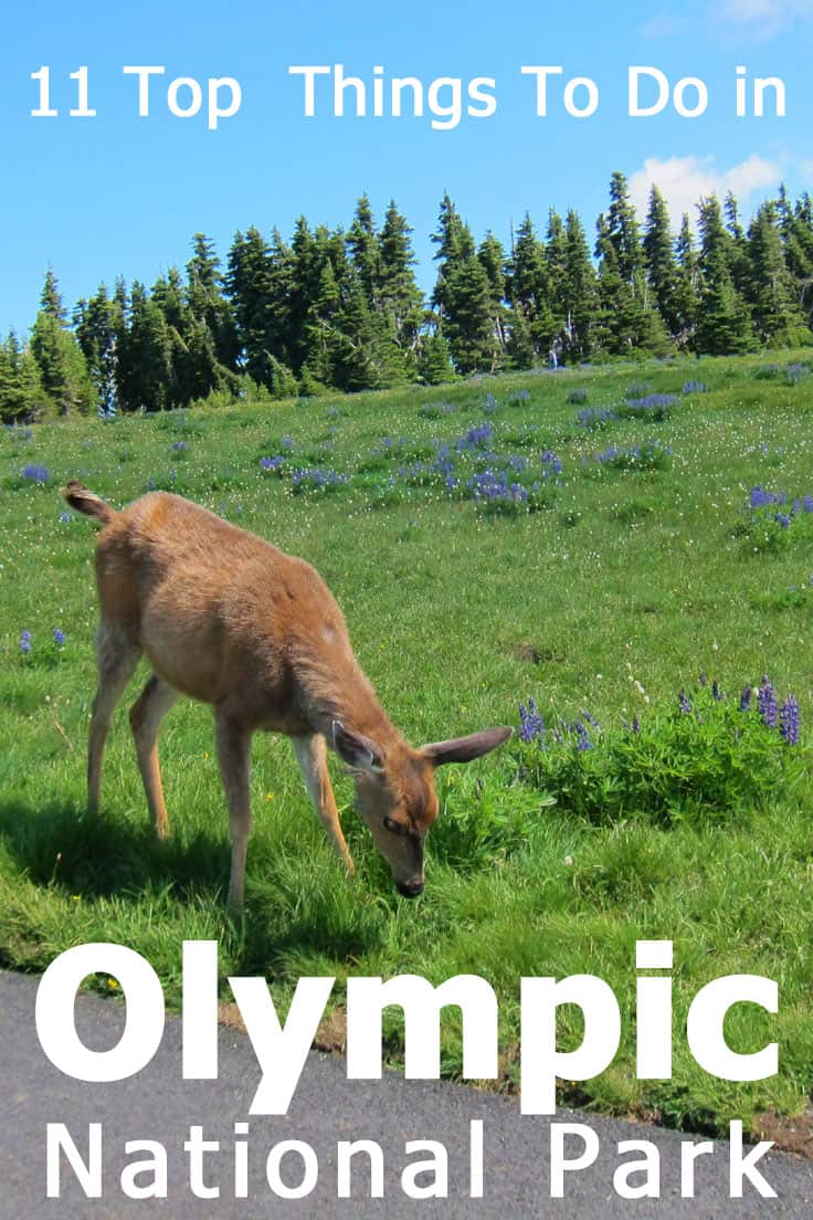 11 Top things to do in Olympic National Park, WA - Tips and ideas from our own experience and research