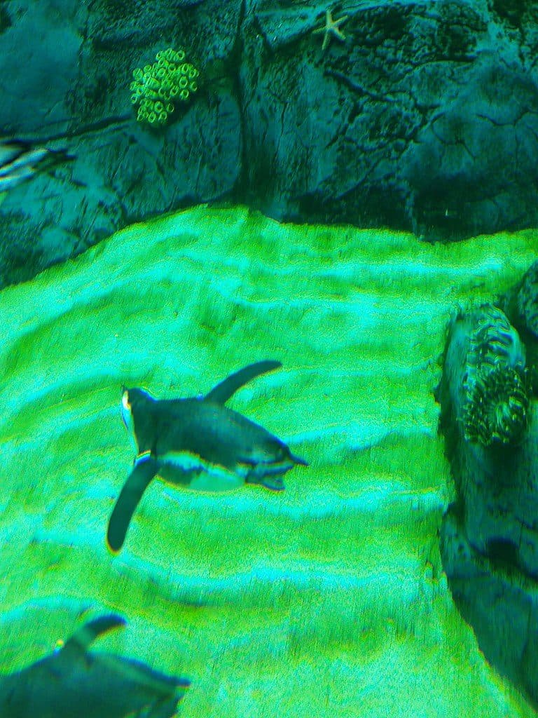 African Penguin at San Diego