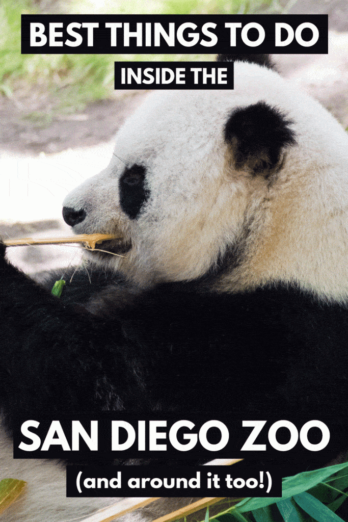 Best Things to do Inside the San Diego Zoo (and Around it, Too!)