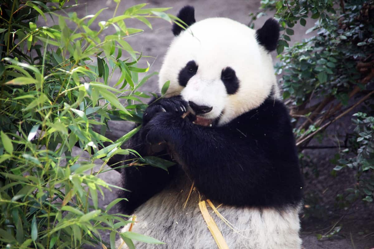 Yun Zi the giant panda (Ailuropoda melanoleuca) snarfs down some yummy bamboo at the San Diego Zoo