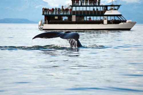 Read more about the article When is the Best Time to See Whales in Alaska?