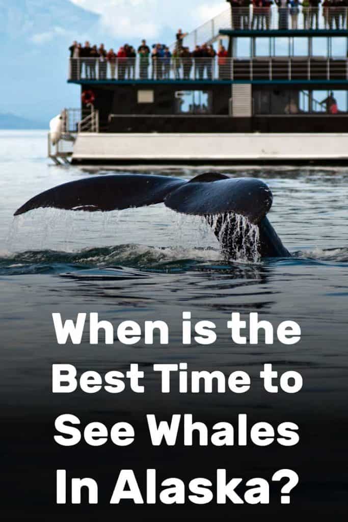 When is the Best Time to See Whales in Alaska?
