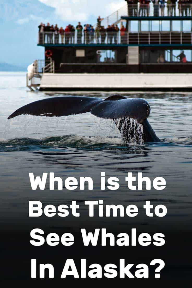 When is the Best Time to See Whales in Alaska? – Trip Memos