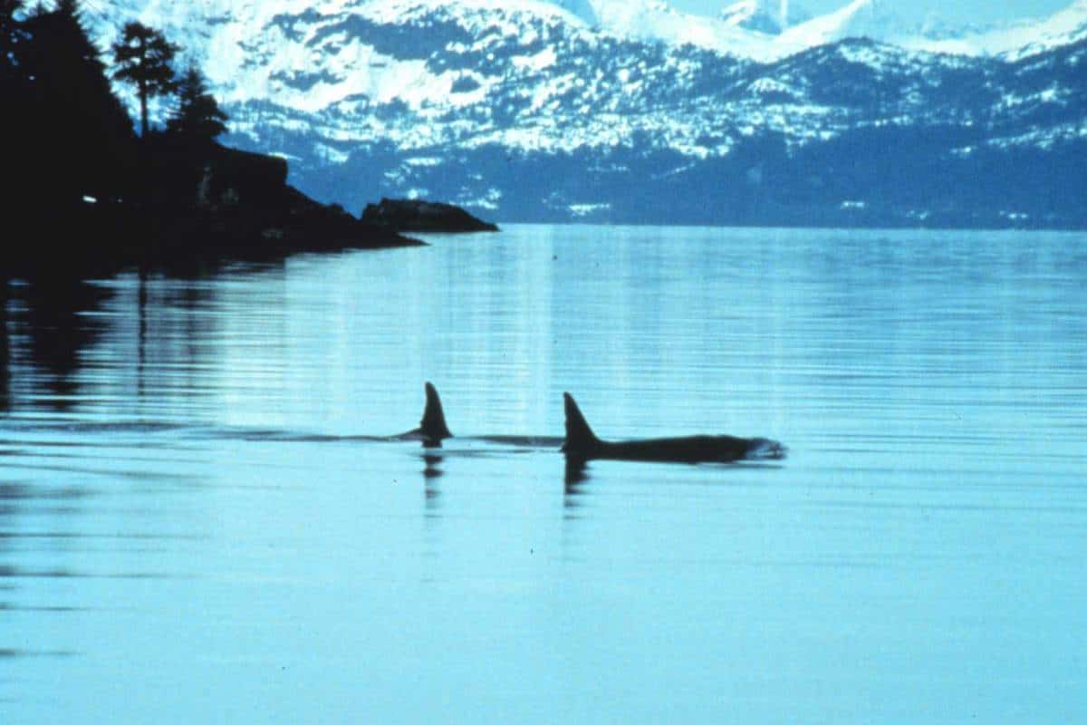 Two killer whales in Prince William Sound