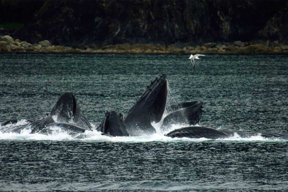 Public Domain Humpback Whales playing in the Waters Around Juneau, Alaska.
