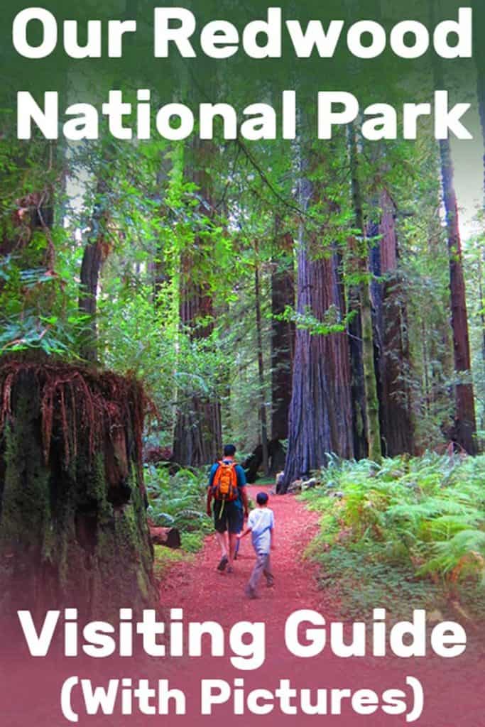 Our Redwood National Park Visiting Guide (With Pictures!)