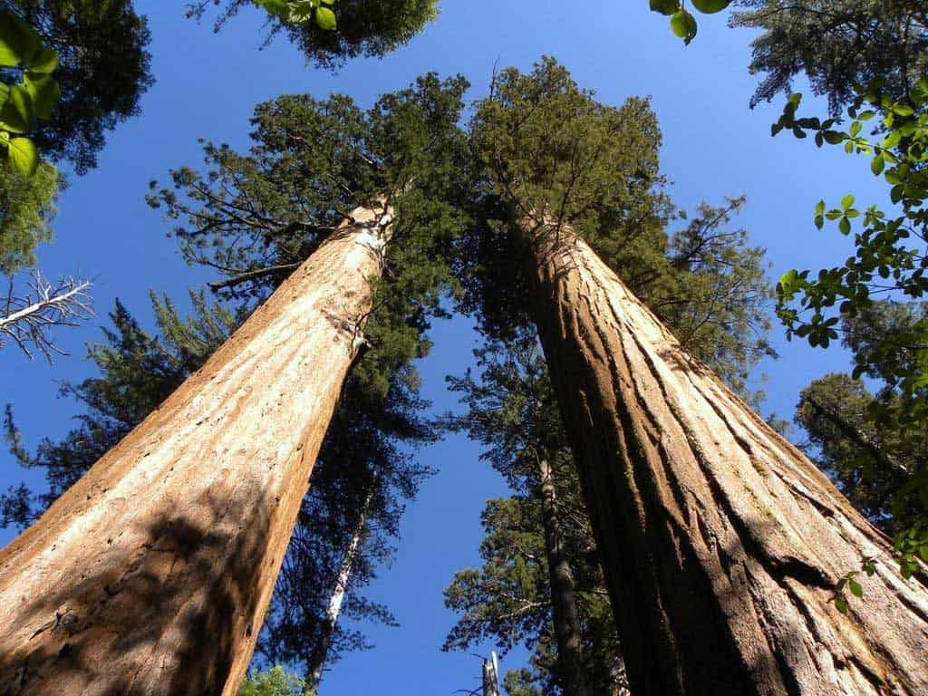 Calaveras Big Trees State Park - South Grove, CA