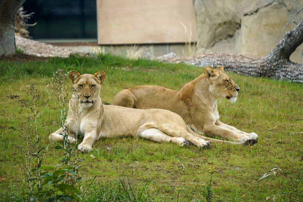 Lions at the Fresno Chaffee Zoo