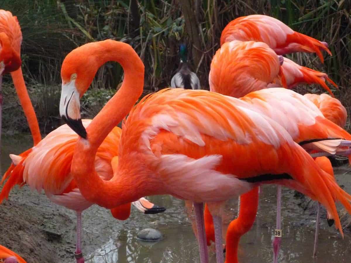 Beautiful Flamingos at Sacramento Zoo