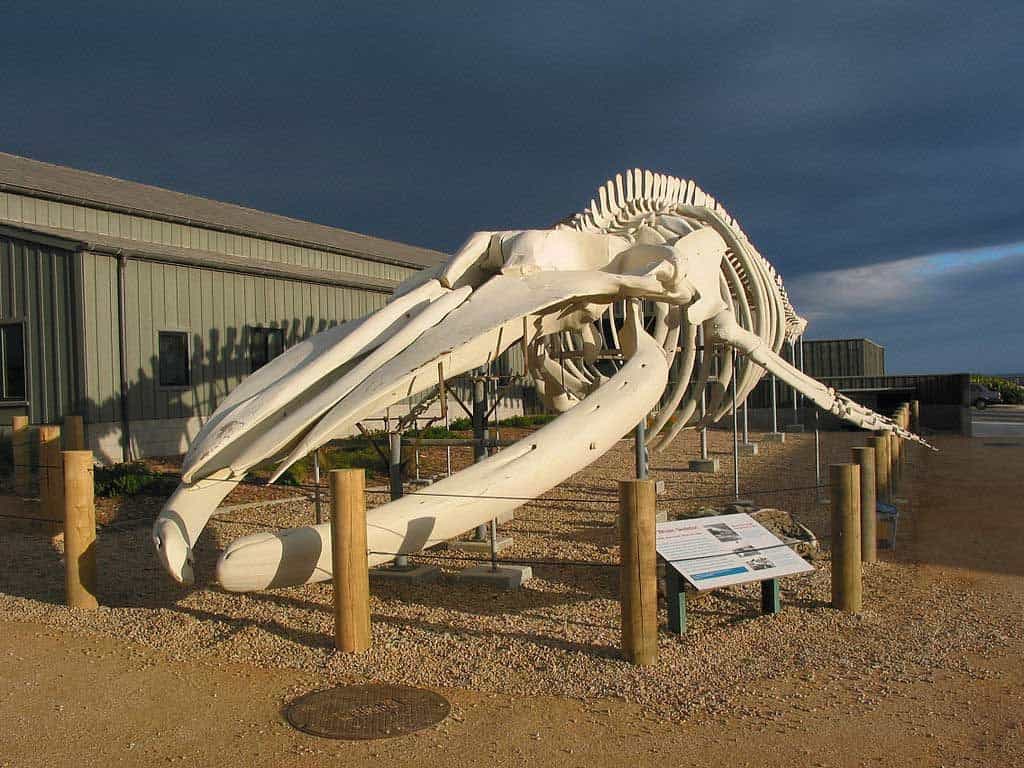 World’s largest whale skeleton at the Seymour Center at Long Marine Lab