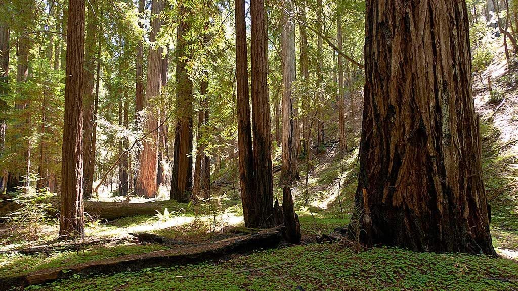  Coast redwoods (Sequoia sempervirens) in Montgomery Woods State Natural Reserve