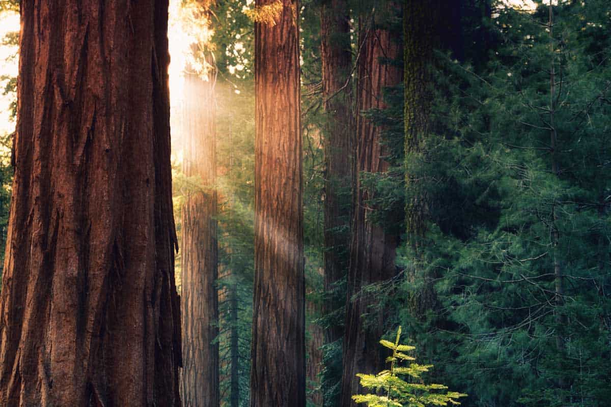 Where To See Redwoods In California [6 Recommendations]