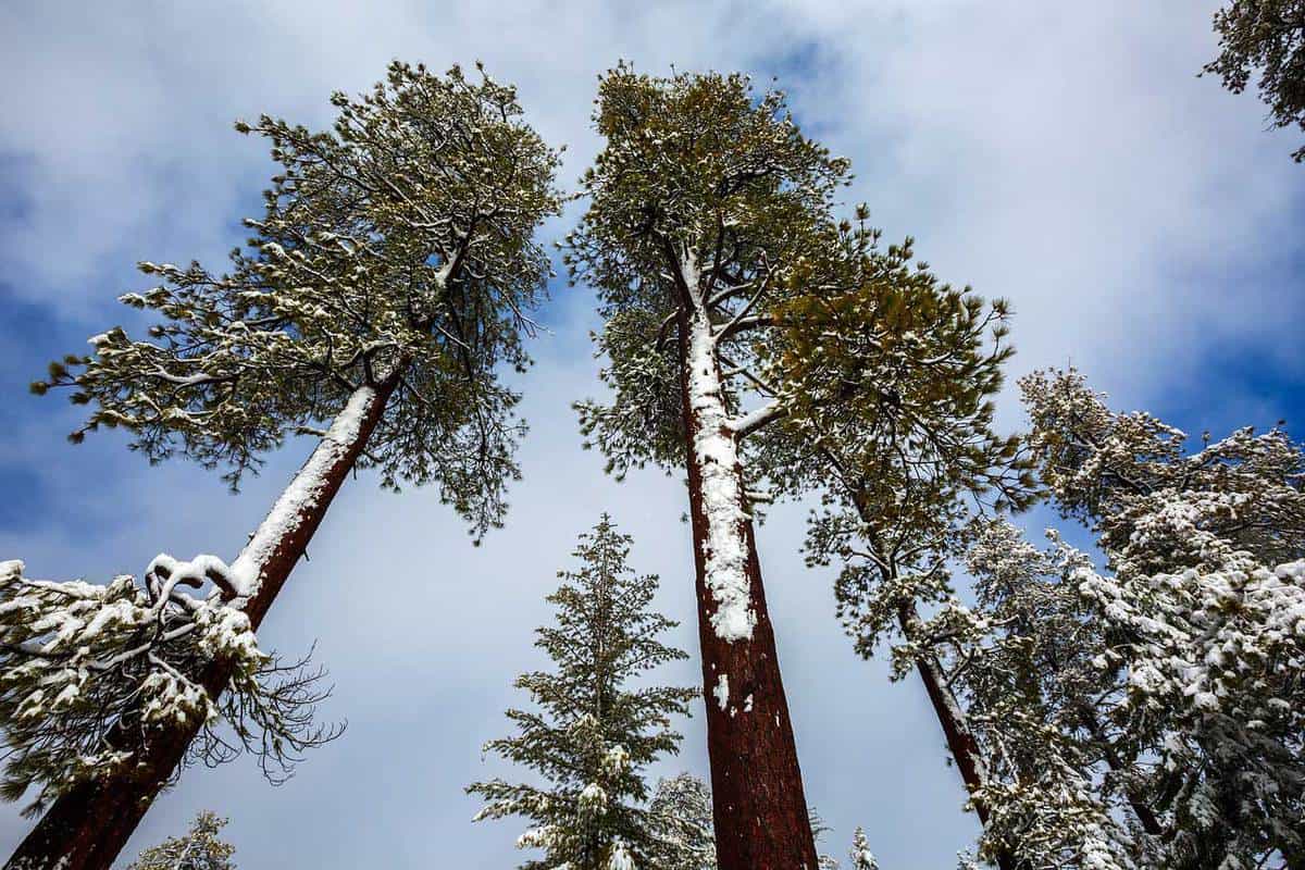 Redwoods During Winter