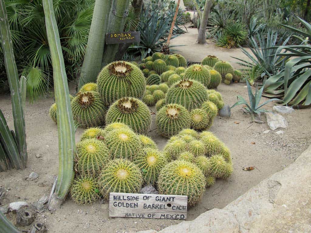 Giant Golden Barrel Cacti