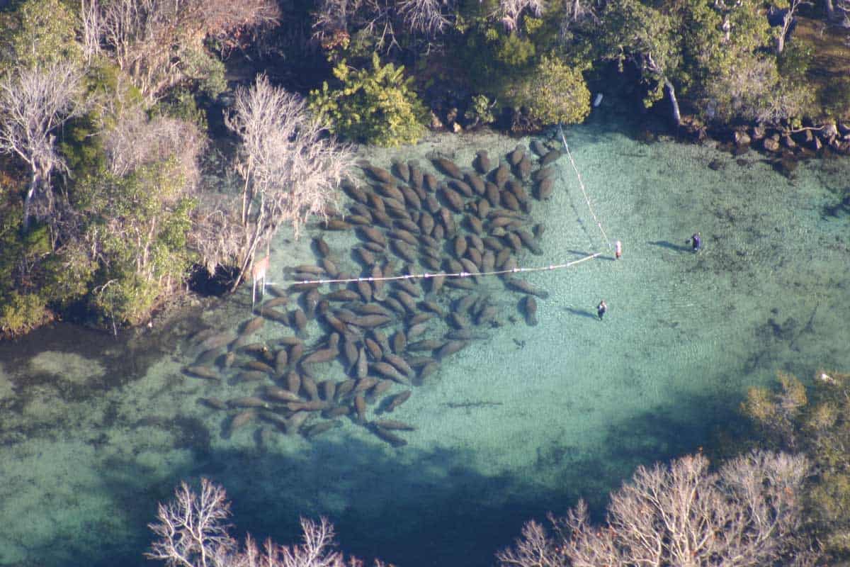 Manatees gathering in groups seen in an aerial photo of the Crystal River, Florida