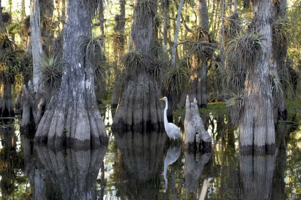 Swamp and Trees of Everglades, Florida