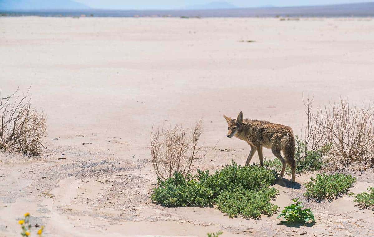 Coyote stalk on roadside in desert area of Death Valley