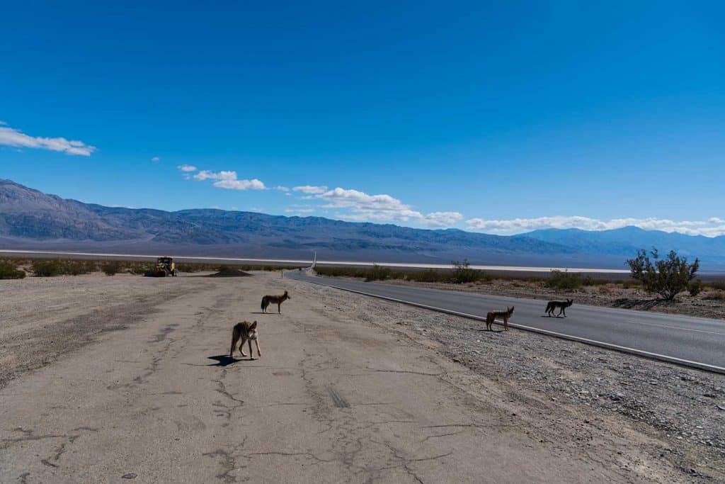 Coyotes on road at Death Valley during daytime