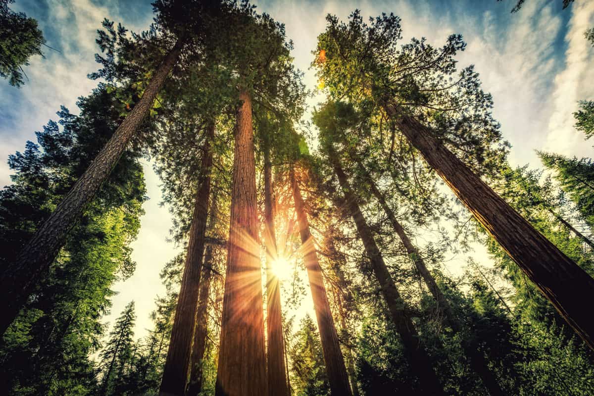 Sunrise-in-Redwood-National-Park